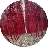 1613 FORESTA ALCHEMICA SFERICA FUCSIA 2024, D80cm