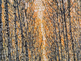 Foresta Bianca Radici di Natura, 120x100cm
